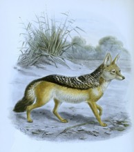 Black-backed jackal (Lupulella mesomelas), Canis mesomelas, Historical, digitally restored
