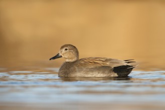 Gadwall (Mareca strepera), Utrecht, Netherlands