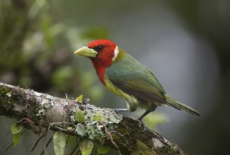 Red-headed Barbet (Eubucco bourcierii) male, Pichincha, Ecuador