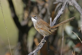 Striated Grasswren (Amytornis striatus) female, South Australia, Australia