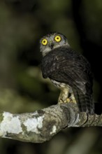 Papuan Hawk-Owl (Uroglaux dimorpha) perched on a branch in Papua New Guinea
