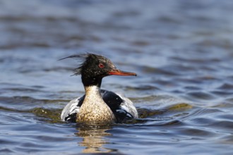 Red-breasted Merganser (Mergus serrator) male, Gotland, Sweden