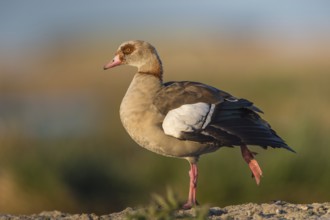 Egyptian Goose (Alopochen aegyptiaca), Schleswig-Holstein, Germany