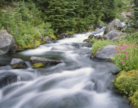A pristine mountain stream flows over mossy rocks, surrounded by lush greenery and vibrant