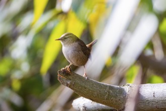 Wren (troglodytes troglodytes) Germany