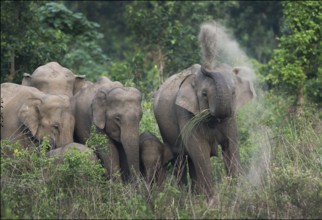 Indian Elephant (Elephas maximus indicus) herd of females dusting, Jaldapara National Park, India