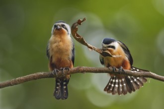 Collared Falconet (Microhierax caerulescens) pair displaying, Darjeeling, India