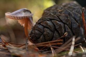 Close up of a mushroom growing next to a pine cone on a forest floor, surrounded by fallen leaves
