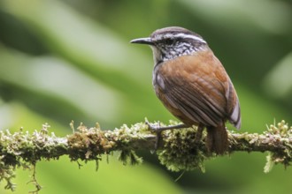Gray-breasted Wood Wren (Henicorhina leucophrys) perched on a branch in Ecuador, South America