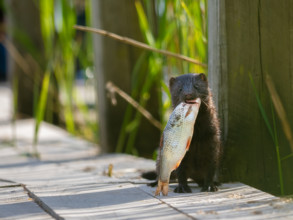 A mink with prey fish in its mouth