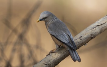 Chestnut-tailed Starling (Sturnia malabarica) perched on a dry branch, Sreepur, Gazipur, Bangladesh