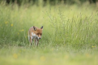 Red fox (Vulpes vulpes) adult wild animal in grassland in summer, England, United Kingdom