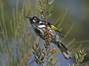 New Holland Honeyeater (Phylidonyris novaehollandiae), Victoria, Australia