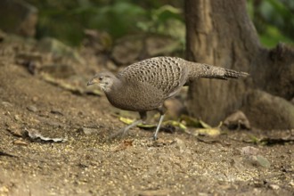 Grey Peacock-Pheasant (Polyplectron bicalcaratum) female, Yunnan, China