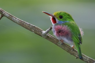 Cuban Tody (Todus multicolor) perched on a branch in Cuba
