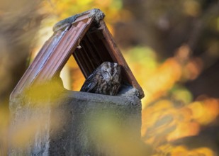 Tawny Owl (Strix aluco) resting in a chimney, Baden-Wuerttemberg, Germany