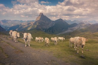 A herd of cows grazes peacefully in a stunning mountain landscape, framed by a dramatic sky with