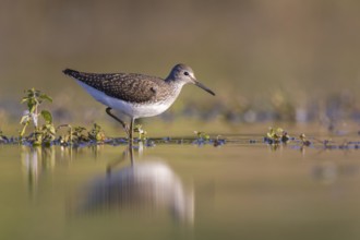 Green Sandpiper (Tringa ochropus) foraging, North Rhine-Westphalia, Germany