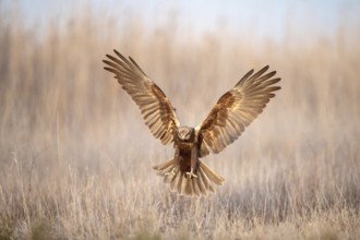 Western Marsh Harrier (Circus aeruginosus) female flying, Castile-La Mancha, Spain