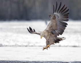 White-tailed Eagle (Haliaeetus albicilla) landing, Poland