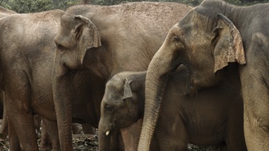 Three Asian elephants (elephas maximus), including a young one, form a close herd, Pinnawela