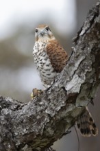 Mauritius Kestrel (Falco punctatus) with lizard prey, Mauritius