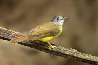 Yellow-bellied Bulbul (Alophoixus phaeocephalus), Pahang, Malaysia