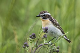 Whinchat (Saxicola rubetra) male perched on a thistle, Mecklenburg-Western Pomerania, Germany