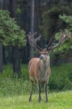 Red deer (Cervus elaphus) stag at forest edge with antlers covered in velvet in late spring
