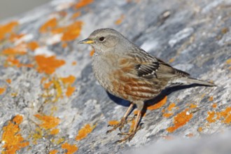 Alpine Accentor (Prunella collaris), Valais, Switzerland