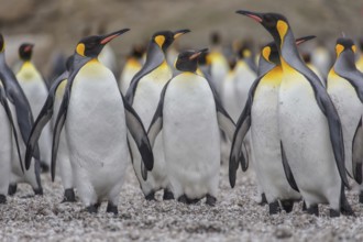 King Penguin (Aptenodytes patagonicus) group, South Georgia