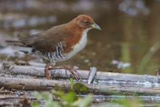 Red-and-white Crake (Laterallus leucopyrrhus) feeding in a marsh in the Atlantic rainforest of