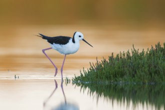White-headed Stilt (Himantopus leucocephalus), Victoria, Australia