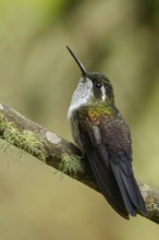 Green-throated Mountain-gem (Lampornis viridipallens) perched on a branch in Guatemala in Central