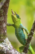 Three-horned chameleon (Trioceros jacksonii), male, on a branch, Bwindi Impenetrable Forest