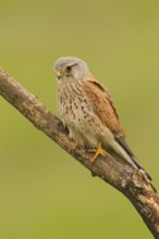 Common Kestrel (Falco tinnunculus) male perched on a branch, Serbia