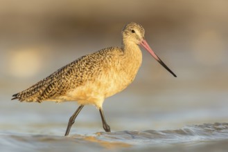 Marbled Godwit (Limosa fedoa) foraging, Florida, USA