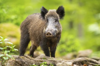 Wild boar (Sus scrofa) standing in a forest, Bavaria, Germany