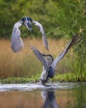 Black-crowned Night Heron (Nycticorax nycticorax) fighting, Kiskunsag National Park, Hungary
