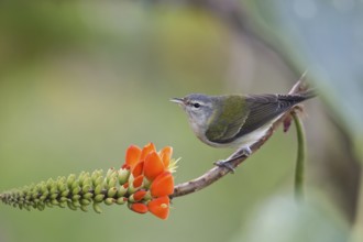Tennessee Warbler (Leiothlypis peregrina) perched on a flowering branch, Santa Marta, Colombia