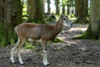 European mouflon (Ovis gmelini musimon), mouflon, female, standing in a sun-drenched forest,