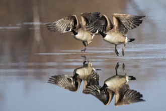 Canada Goose (Branta canadensis) flying, Baden-Wuerttemberg, Germany