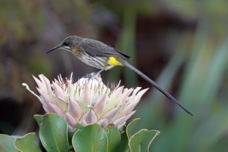 Cape Honeybird (Promerops cafer), adult, male, on flower, Protea, vigilant, Kirstenbosch Botanical
