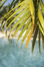 Close-up image of vibrant palm leaves with a serene blue pool backdrop, embodying a tropical