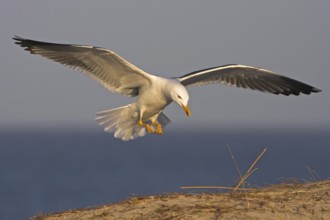 Lesser Black-backed Gull (Larus fuscus) flying