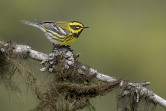 Townsend's Warbler (Setophaga townsendi) male perched on a lichen covered branch, British Columbia,