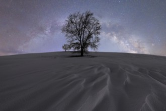 A solitary tree silhouettes against a vast, starry sky in Iceland The scene captures the serene