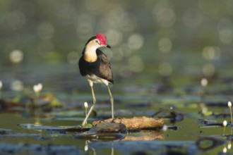Comb-crested Jacana (Irediparra gallinacea), Queensland, Australia