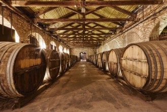 A wine cellar with wooden barrels and rustic stone walls in warm light, Achaia Clauss Winery,