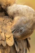 Griffon Vulture (Gyps fulvus) preening, Extremadura, Spain